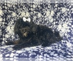 Small ShihPoo