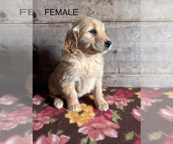 Medium Photo #2 Golden Retriever Puppy For Sale in VERMONTVILLE, MI, USA