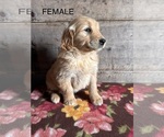 Small #1 Golden Retriever