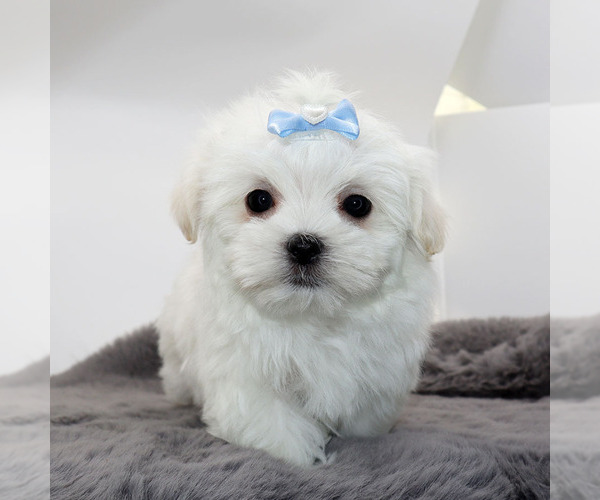 Medium Photo #1 Maltese Puppy For Sale in LOS ANGELES, CA, USA