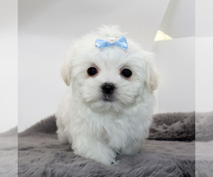 Maltese Puppy for sale in LOS ANGELES, CA, USA