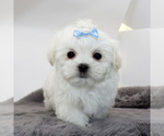 Image preview for Ad Listing. Nickname: Blanco