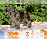 Small #1 Poodle (Toy)