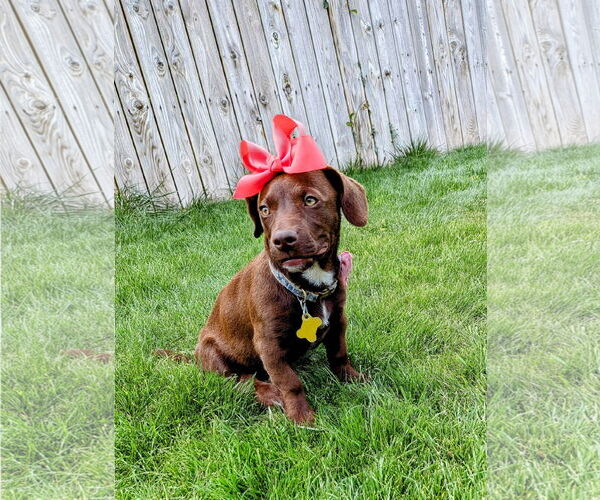 Medium Photo #12 Dachshund-Labrador Retriever Mix Puppy For Sale in Sandy, UT, USA