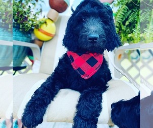 Goldendoodle Puppy for sale in FERGUSON, NC, USA