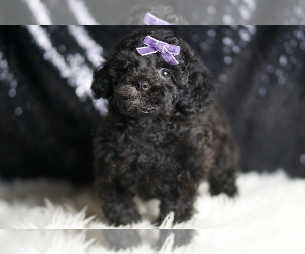 Medium Photo #7 Poodle (Toy) Puppy For Sale in WARSAW, IN, USA