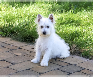 West Highland White Terrier Puppy for Sale in SYRACUSE, Indiana USA