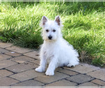 Image preview for Ad Listing. Nickname: Bonnie