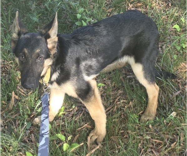 Medium Photo #1 German Shepherd Dog Puppy For Sale in MECHANICSVILLE, VA, USA