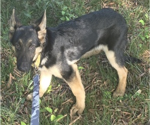 German Shepherd Dog Puppy for sale in MECHANICSVILLE, VA, USA