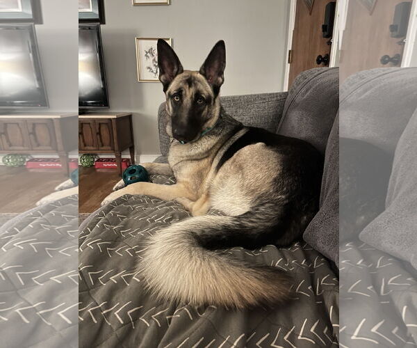 Medium Photo #3 German Shepherd Dog Puppy For Sale in New Hill, NC, USA