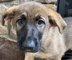 Small Photo #4 German Shepherd Dog Puppy For Sale in MOORESVILLE, NC, USA