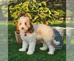 Small #2 Goldendoodle (Miniature)