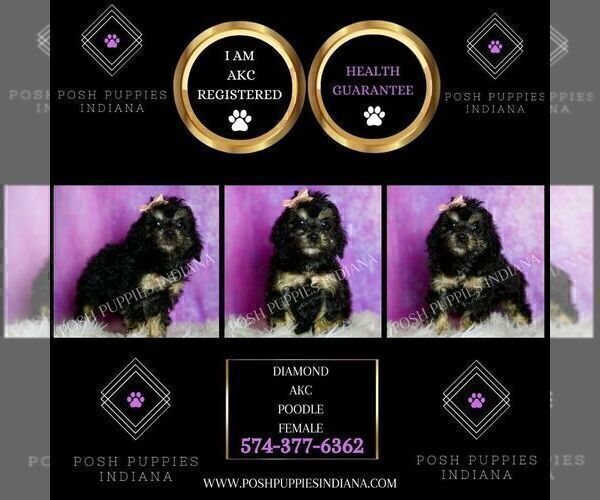 Medium Photo #2 Poodle (Miniature) Puppy For Sale in WARSAW, IN, USA