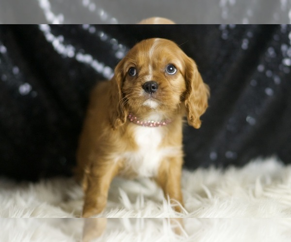 Medium Photo #1 Cavalier King Charles Spaniel Puppy For Sale in WARSAW, IN, USA