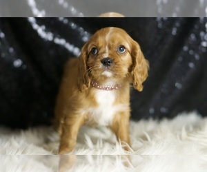 Cavalier King Charles Spaniel Puppy for sale in WARSAW, IN, USA