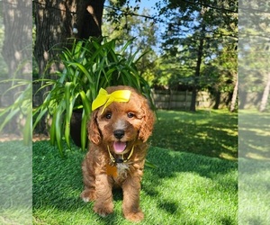 Goldendoodle mix (+ Poodle Toy) Puppy for sale in INDIANAPOLIS, IN, USA