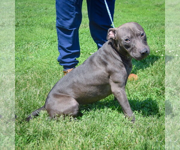 Medium Photo #3 American Staffordshire Terrier-Labrador Retriever Mix Puppy For Sale in Huntley, IL, USA