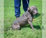 Small #2 American Staffordshire Terrier-Labrador Retriever Mix