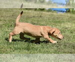Small #2 Dachsador