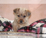 Small Photo #3 Morkie Puppy For Sale in LUDLOW, MO, USA