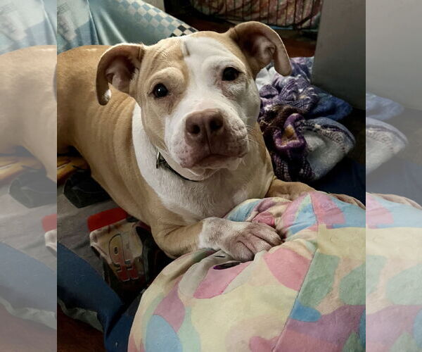 Medium Photo #1 Staffordshire Bull Terrier-Unknown Mix Puppy For Sale in Staten Island, NY, USA