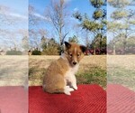 Small Photo #3 Collie Puppy For Sale in CENTERTOWN, TN, USA