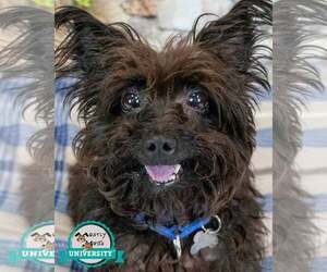 Poodle (Miniature)-Unknown Mix Dogs for adoption in Kennesaw, GA, USA