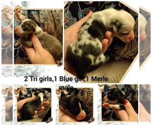 Pembroke Welsh Corgi Puppy for sale in CHAPMANVILLE, WV, USA