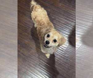 Medium Poodle (Miniature) Mix