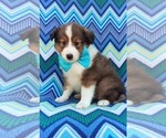 Small Photo #2 Shetland Sheepdog Puppy For Sale in LANCASTER, PA, USA