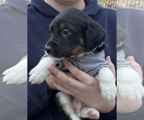 Medium Photo #4 Labrador Retriever-Unknown Mix Puppy For Sale in Holly Springs, NC, USA