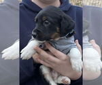 Small #3 Labrador Retriever Mix