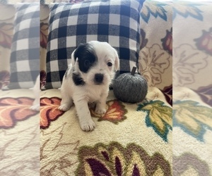 Schweenie Puppy for sale in BOILING SPRINGS, SC, USA