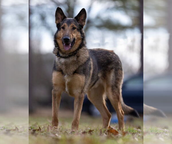 Medium Photo #1 Shollie Puppy For Sale in Munford, TN, USA