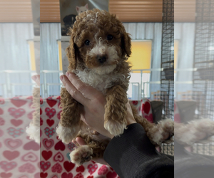 Goldendoodle (Miniature) Puppy for sale in CLARKSVILLE, TN, USA