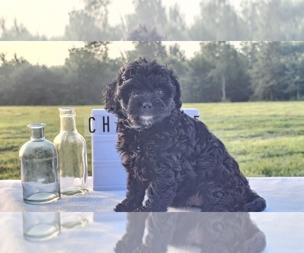 Medium Photo #1 Aussiedoodle Miniature  Puppy For Sale in COLLEGE STA, TX, USA