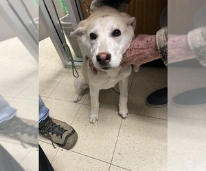 Mutt Dogs for adoption in Stockton, CA, USA