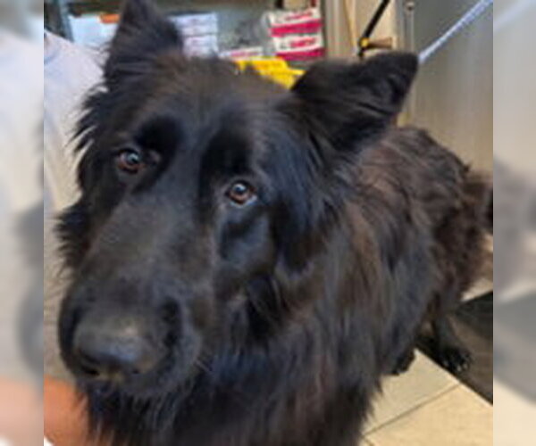 Medium Photo #1 German Shepherd Dog Puppy For Sale in Camarillo, CA, USA