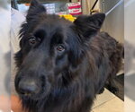 *DAX - Male German Shepherd Dog Dog for Adoption - Small photo