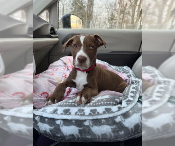 Medium Photo #2 American Pit Bull Terrier-Labrador Retriever Mix Puppy For Sale in Brewster, NY, USA