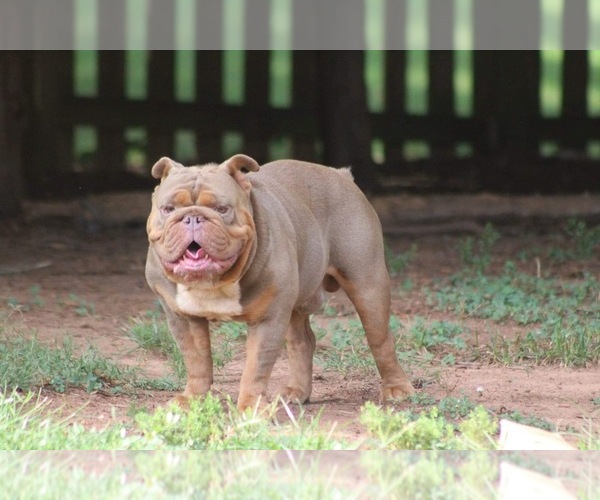 Medium Photo #1 Olde English Bulldogge Puppy For Sale in TRAVELERS REST, SC, USA
