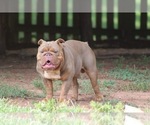 Small Photo #1 Olde English Bulldogge Puppy For Sale in TRAVELERS REST, SC, USA