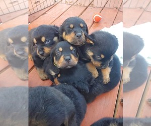 Rottweiler Puppy for sale in NACHES, WA, USA