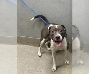 American Pit Bull Terrier-Unknown Mix Dogs for adoption in Las Vegas, NV, USA