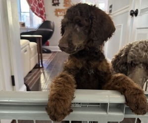 Poodle (Standard) Puppy for Sale in ZIMMERMAN, Minnesota USA