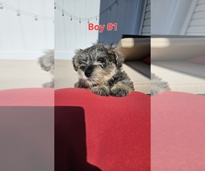 Medium Schnauzer (Miniature)
