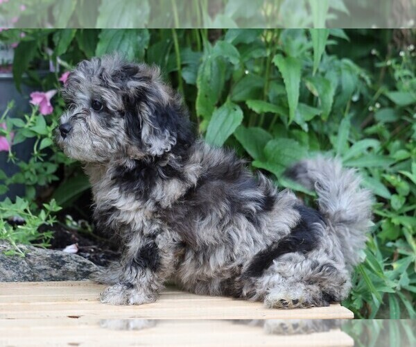 Medium Photo #2 Shih-Poo Puppy For Sale in FREDERICKSBG, OH, USA