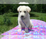 Small #2 German Shepherd Dog