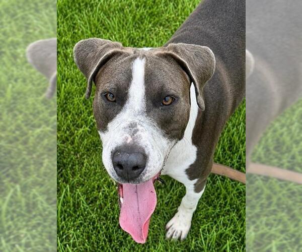 Medium Photo #2 American Staffordshire Terrier-Unknown Mix Puppy For Sale in Ocala, FL, USA